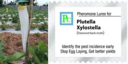 Pheromone Trap With Plutella Xylostella Trap and Lure Set (10 Pack), For Control of Plutella Xylostella, Diamond Back Moth 2
