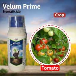Velum Prime - Fluopyrum 34.48% SC, Effective and Long Duration Control of Root-Knot Nematodes (Meloidogyne Incognita) 7