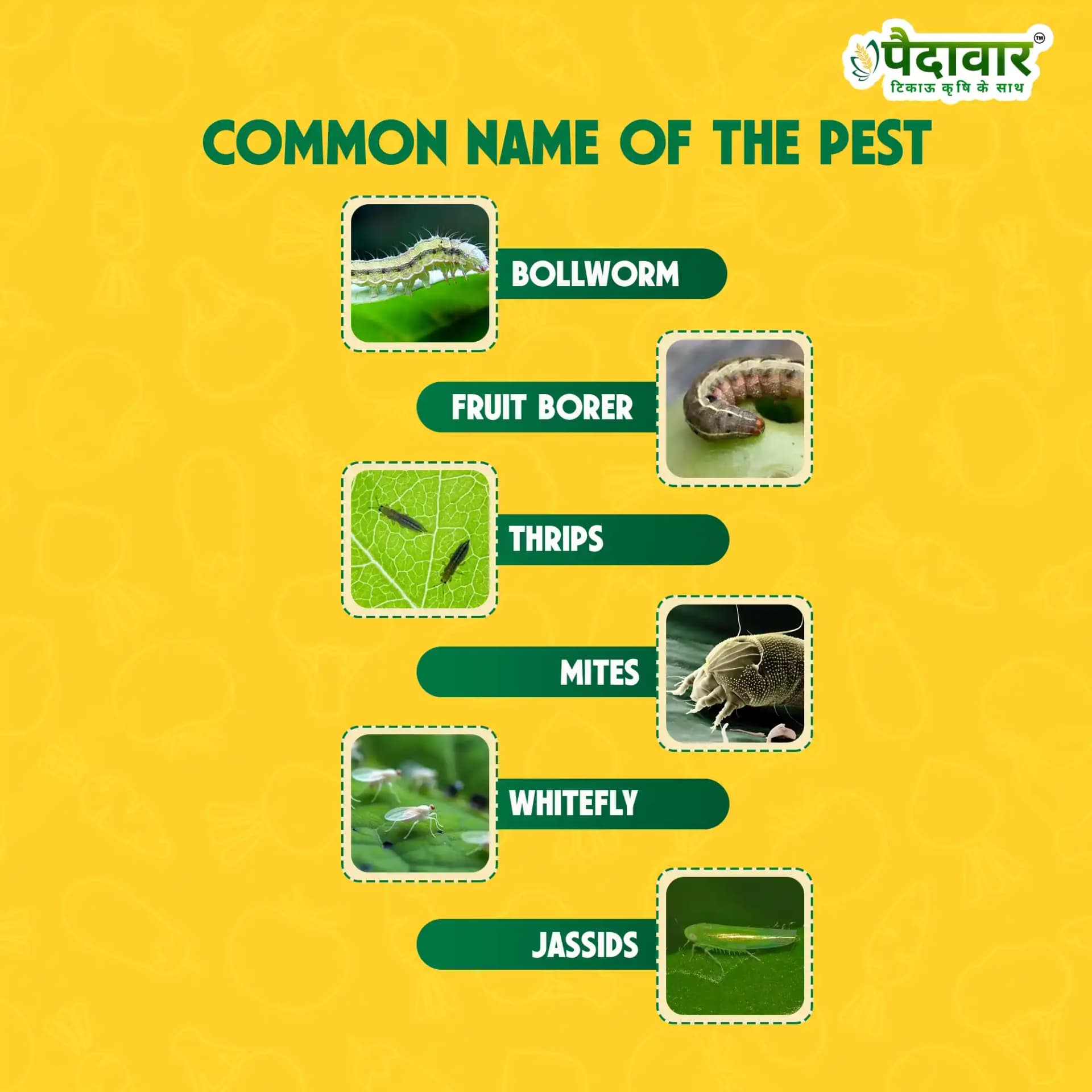 Paidarvaar Sate 404 Profenophos 40% + Cypermethrin 4% EC Insecticide For Crop Protection - Image 3