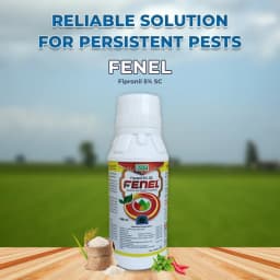 BACF Fenel Fipronil 5% SC Contact and Systemic Insecticides , Best For Leafhopper, Gall Midge 2