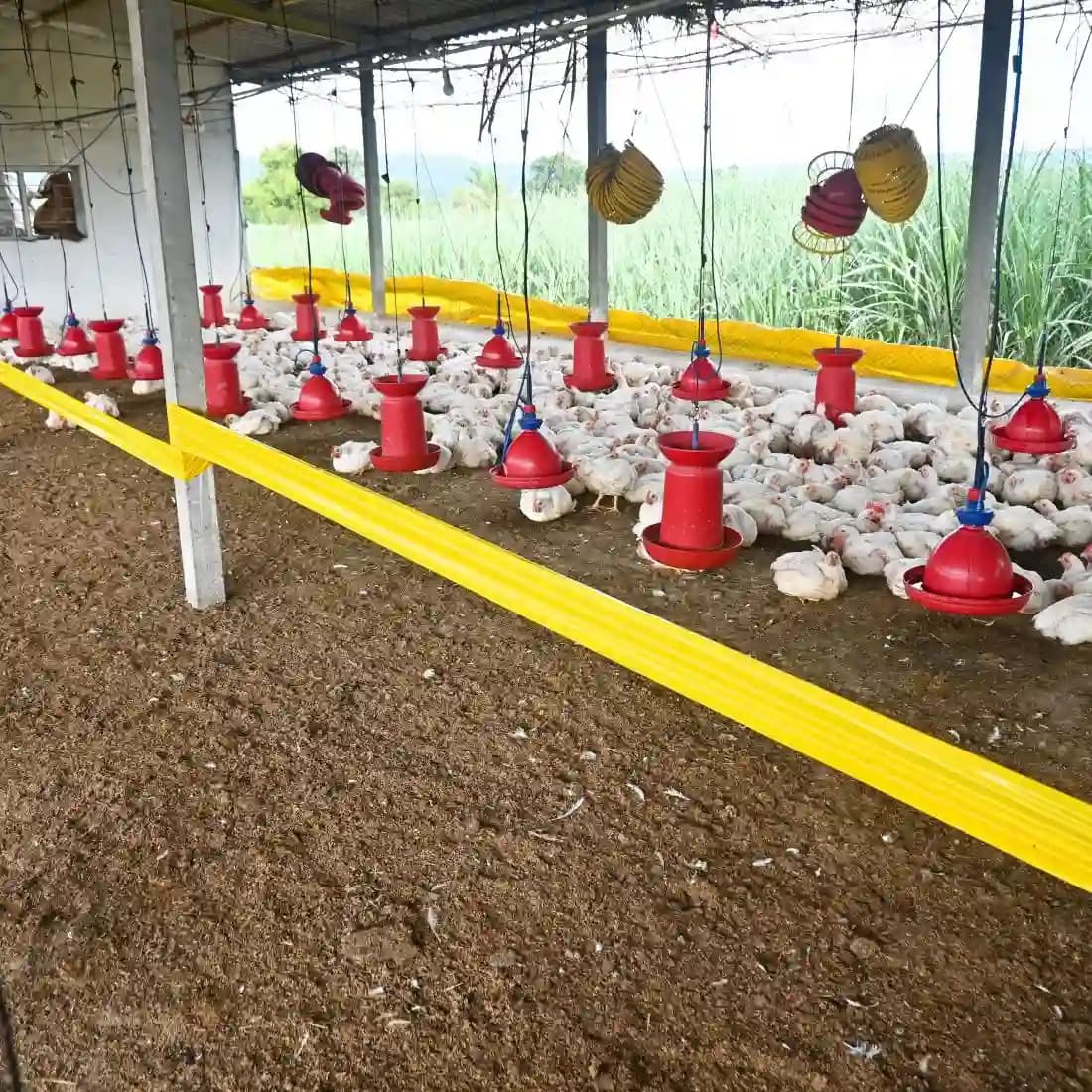 Green Revolution Yellow Sticky Roll Trap, Effective For Flying Insects Control - Image 9