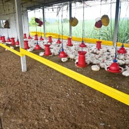 Green Revolution Yellow Sticky Roll Trap, Effective For Flying Insects Control 9