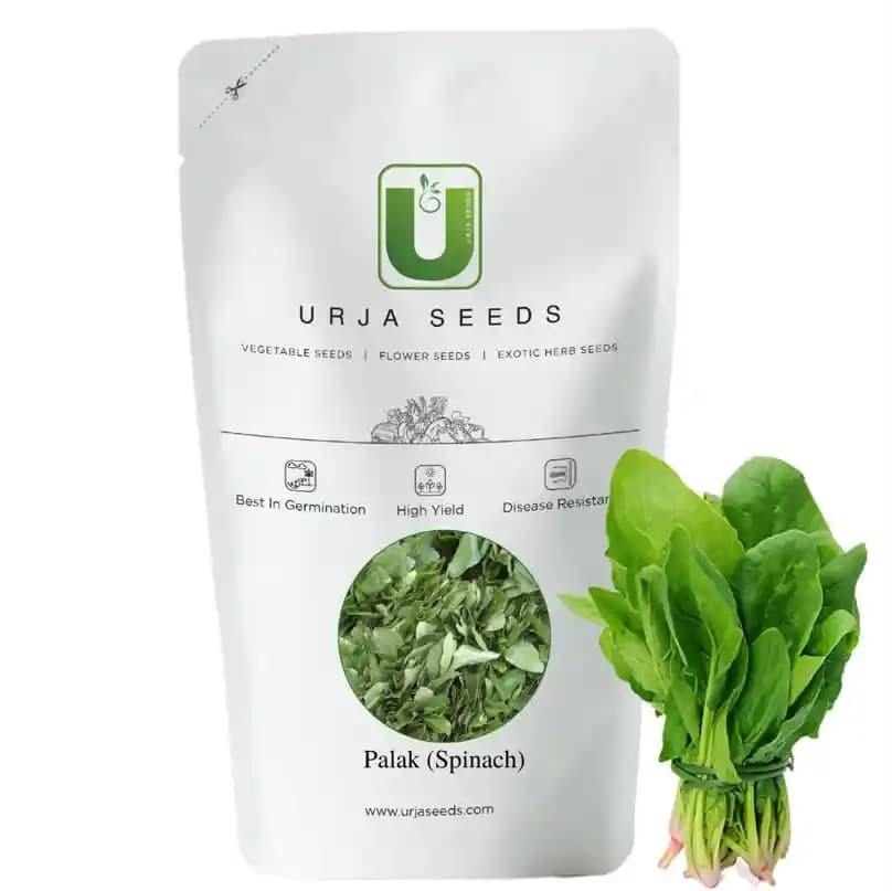 Urja Agriculture Palak Urja Green, Spinach Seeds, Rich Green-Colored Foliage - Image 1