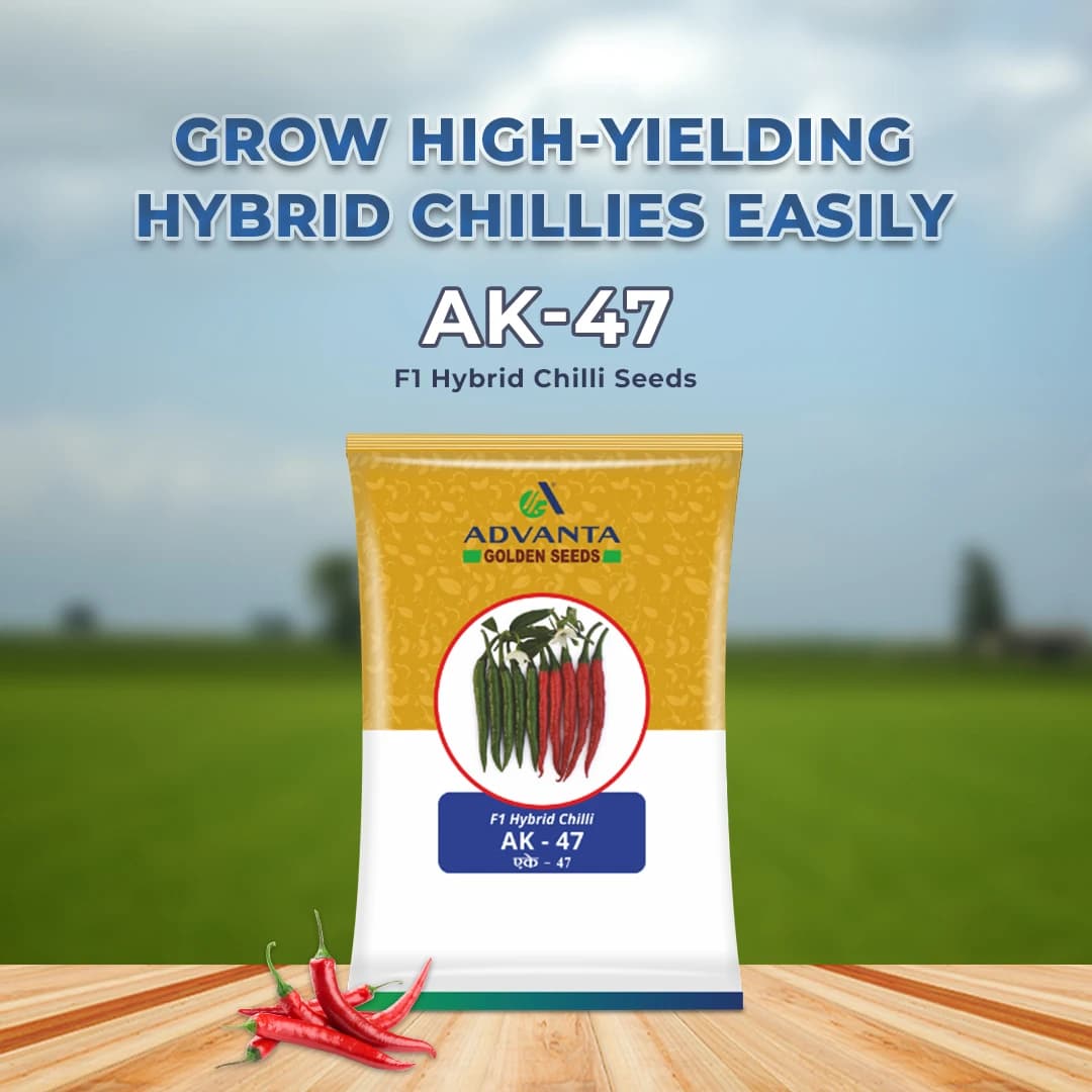 Advanta AK-47 Chilli (Mirchi) Seeds - Image 2