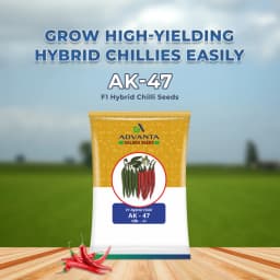 Advanta AK-47 F1 Hybrid Chilli Seeds, Mirchi Ke Beej, Deep Red & Dark Green, Dual-Purpose & Tolerance to LCV. 2