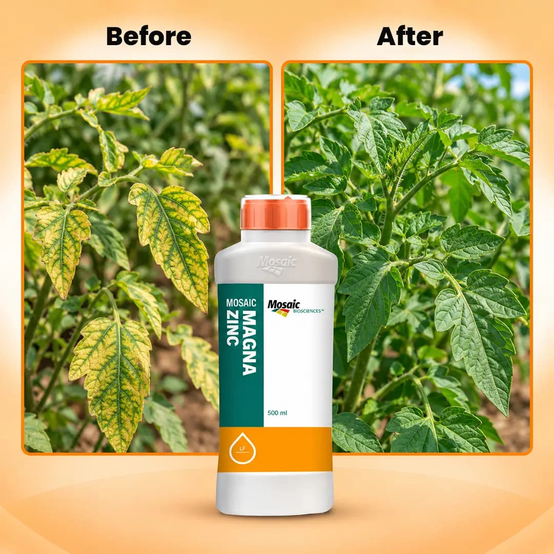 Mosaic Magna Liquid Zinc Fertilizer - Image 5