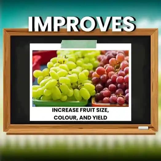 Katyayani CPPU Forchlorfenuron 0.01% L Plant Growth Regulator For Enhancing Fruit Size Quality and Yield in Various Crops - Image 4