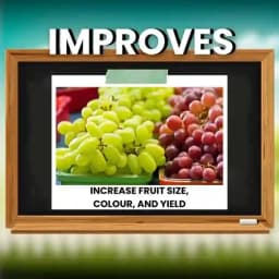 Katyayani CPPU Forchlorfenuron 0.01% L Plant Growth Regulator For Enhancing Fruit Size Quality and Yield in Various Crops 4