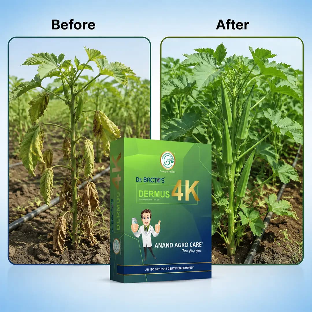 ಡಾ. ಬ್ಯಾಕ್ಟೋಸ್ ಡರ್ಮಸ್ 4K ಟ್ರೈಕೋಡರ್ಮಾ ವಿರಿಡೆ ಪರಿಸರ ಸ್ನೇಹಿ ಜೈವಿಕ ಶಿಲೀಂಧ್ರನಾಶಕ ಮತ್ತು ಜಂತುನಾಶಕ. ಈ ಉತ್ಪನ್ನವು ಡೆಕ್ಸ್ಟ್ರೋಸ್ ಬೇಸ್ ತಂತ್ರಜ್ಞಾನ ಆಧಾರಿತವಾಗಿದೆ. - Image 6
