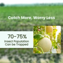 Chipku Pheromone Ecomax Trap With Melon Fly Lure (Bactrocera Cucurbitae) Feeding By The Larvae. For Gourds, Pumpkin, Tomato, Water Melon, Zucchini 4