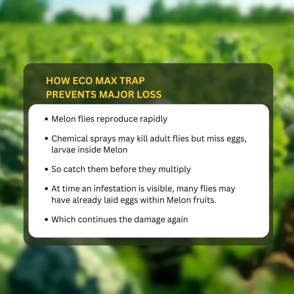 चिपकू - मेलन फ्लाई ल्यूर (बैक्ट्रोसेरा कुकुरबिटे) के साथ फेरोमोन इको ट्रैप, खरबूजे, ककड़ी, टमाटर, तोरी, बीन्स के लिए। जैविक खेती के लिए - Image 8