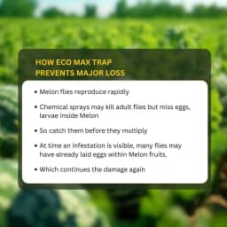 Chipku Pheromone Ecomax Trap With Melon Fly Lure (Bactrocera Cucurbitae) Feeding By The Larvae. For Gourds, Pumpkin, Tomato, Water Melon, Zucchini 8
