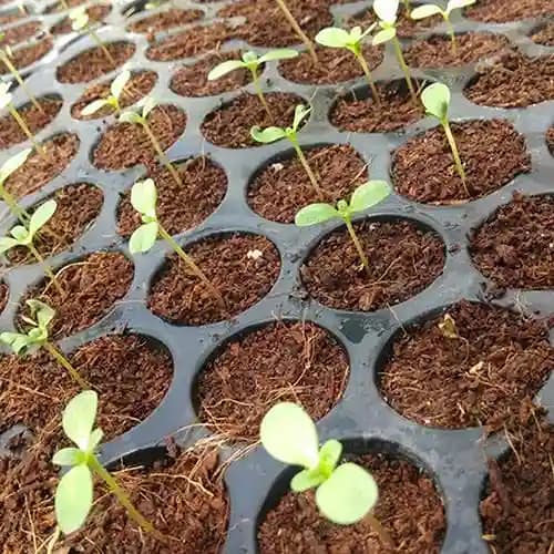 सिद्धि प्लास्टिक सीडलिंग नर्सरी ट्रे, सर्वोत्तम गुणवत्ता, केवल एक बार उपयोग और उत्पादकता बढ़ाता है। - Image 9