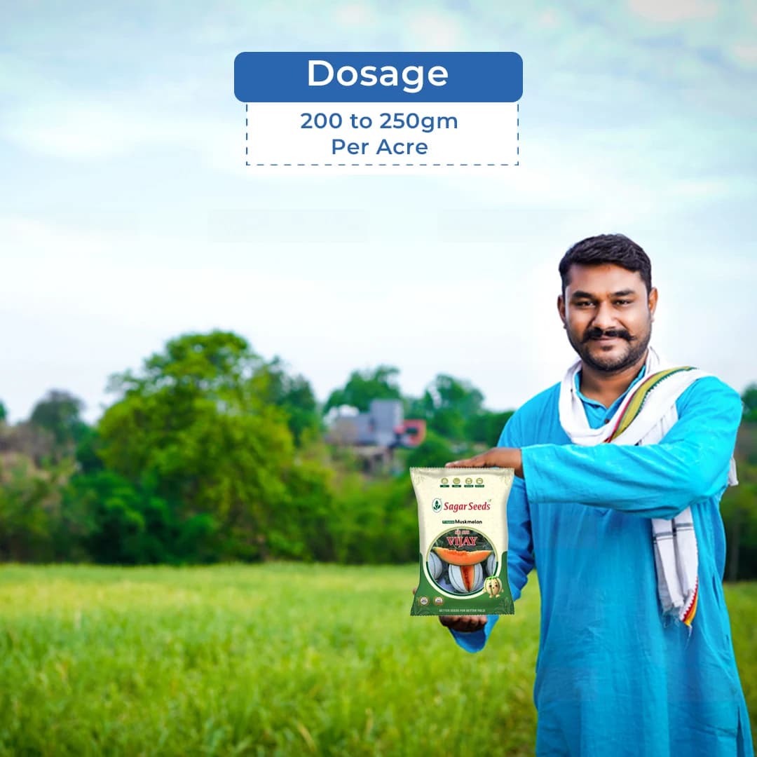 Sagar Seeds Vijay Muskmelon (Kharbuja) Seeds - Image 5