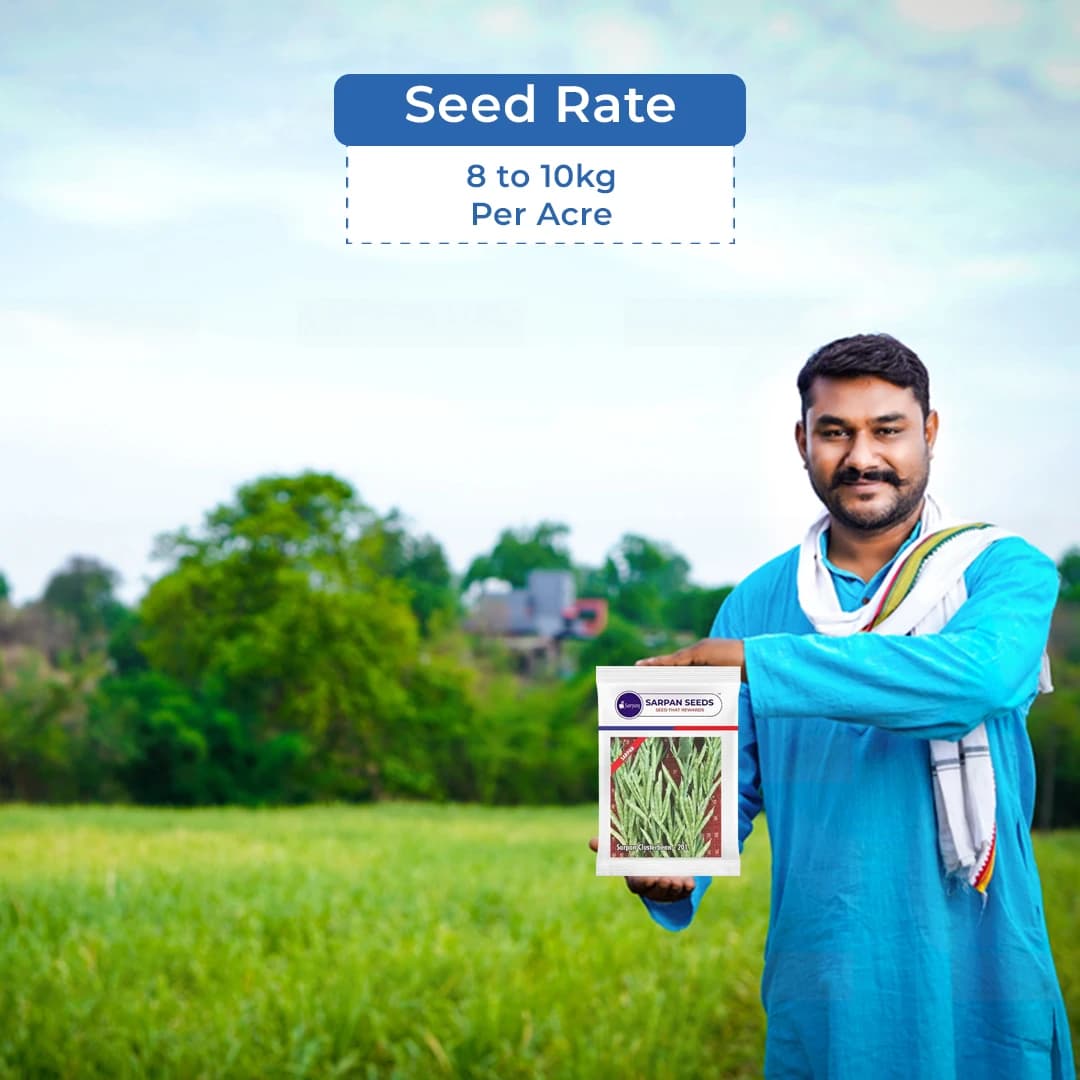 Sarpan Cluster Beans - 201 Seeds, Dark Green Color With Best Germination, For Kharif and Summer - Image 5