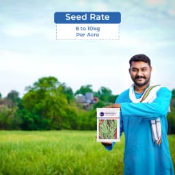 Sarpan Cluster Beans - 201 Seeds, Dark Green Color With Best Germination, For Kharif and Summer 5