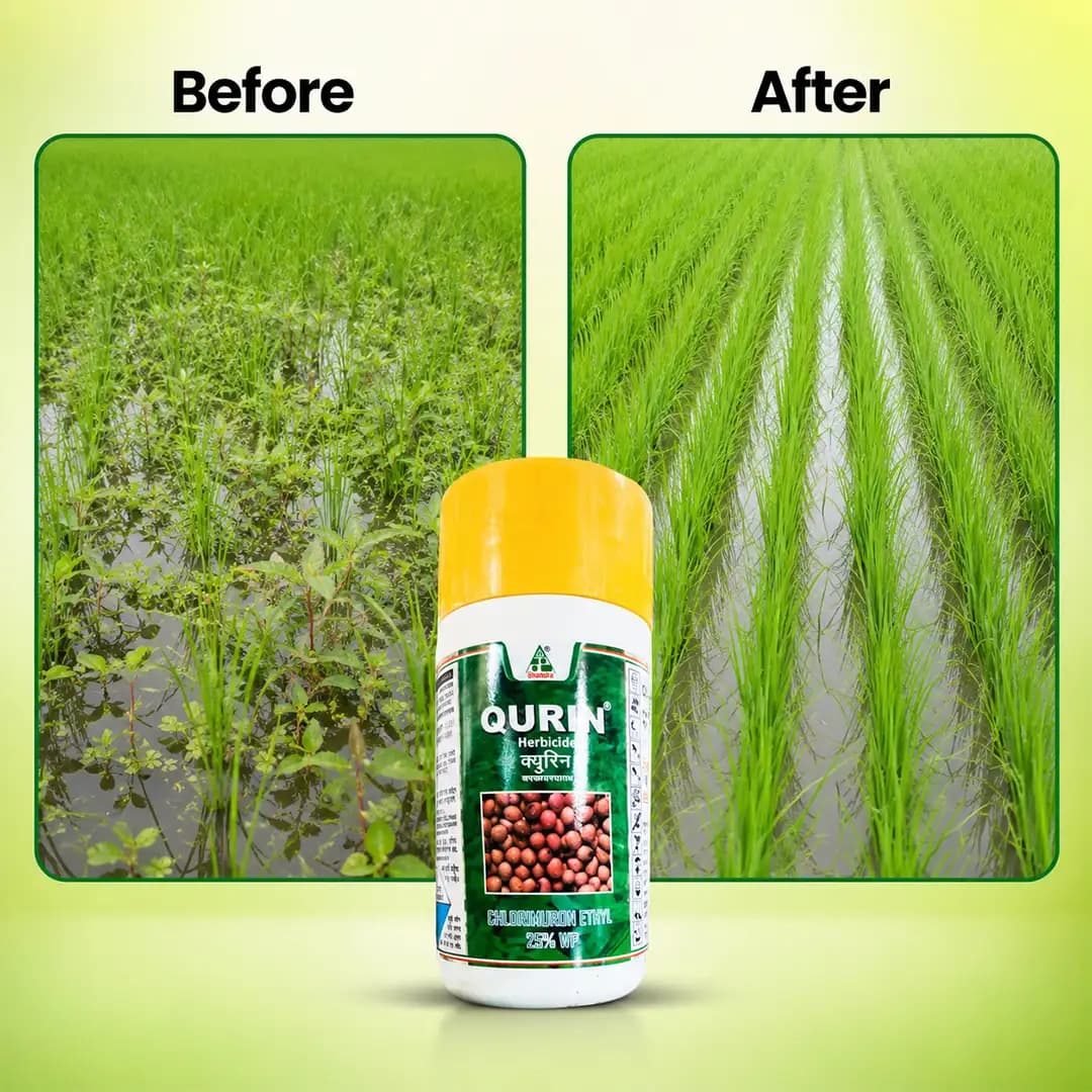 Dhanuka Qurin Herbicide - Chlorimuron Ethyl 25% WP - Image 6