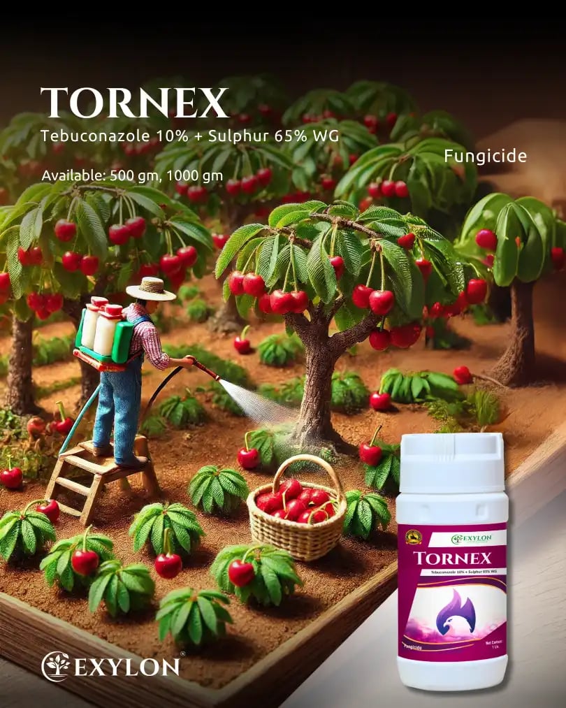 Exylon Tornex Fungicide - Tebuconazole 10% + Sulphur 65% WG