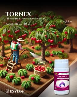 Exylon Tornex Tebuconazole 10% + Sulphur 65% WG Fungicide, Powerful Systemic And Contact Control Fungal Diseases In Crops 2