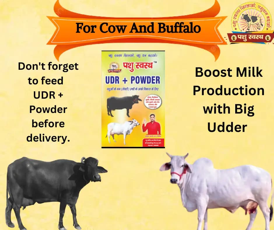 PASHU SVASTH UDR+ POWDER, Herbal Udder (Levity, Thun) Milk Enhancer For Cows And Buffaloes - Image 2