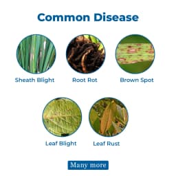GSP PCT 410 Pyraclostrobin 3.5% + Thiram 15% + Clothianidin 22.5% FS Fungicide, Use for All Crops. 3