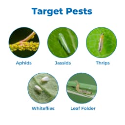 Clorin 505 - Chlorpyriphos 50% + Cypermethrin 5% EC Insecticide, Best Use Against Aphids, Jassids, Thrips, Whiteflies, Spotted, Pink Bollworm 3