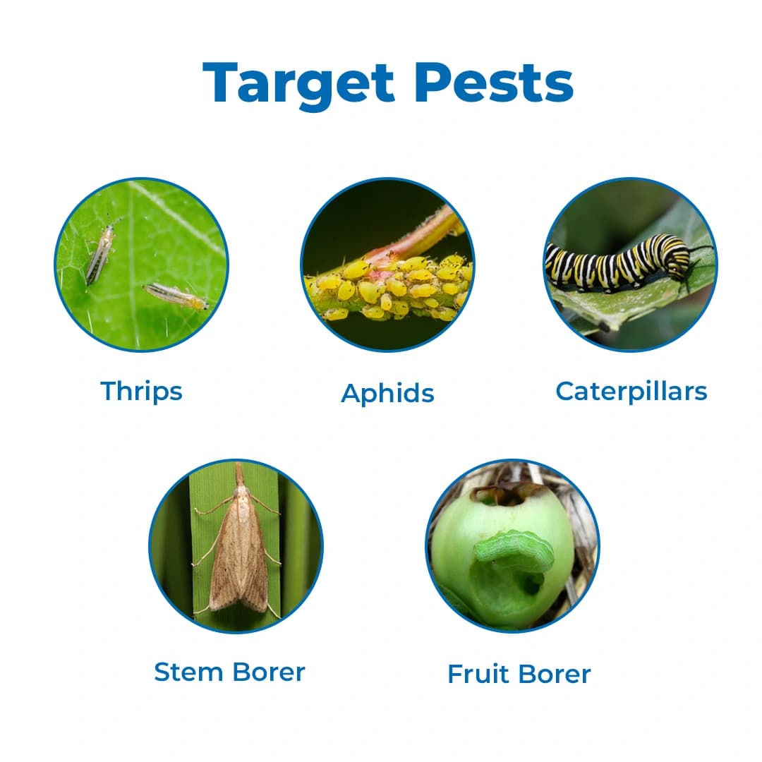 HEDO BVM Powder Bio-Insecticide - Beauveria bassiana + Verticillum Lecanii + Metarhizium Anisopliae - Image 3