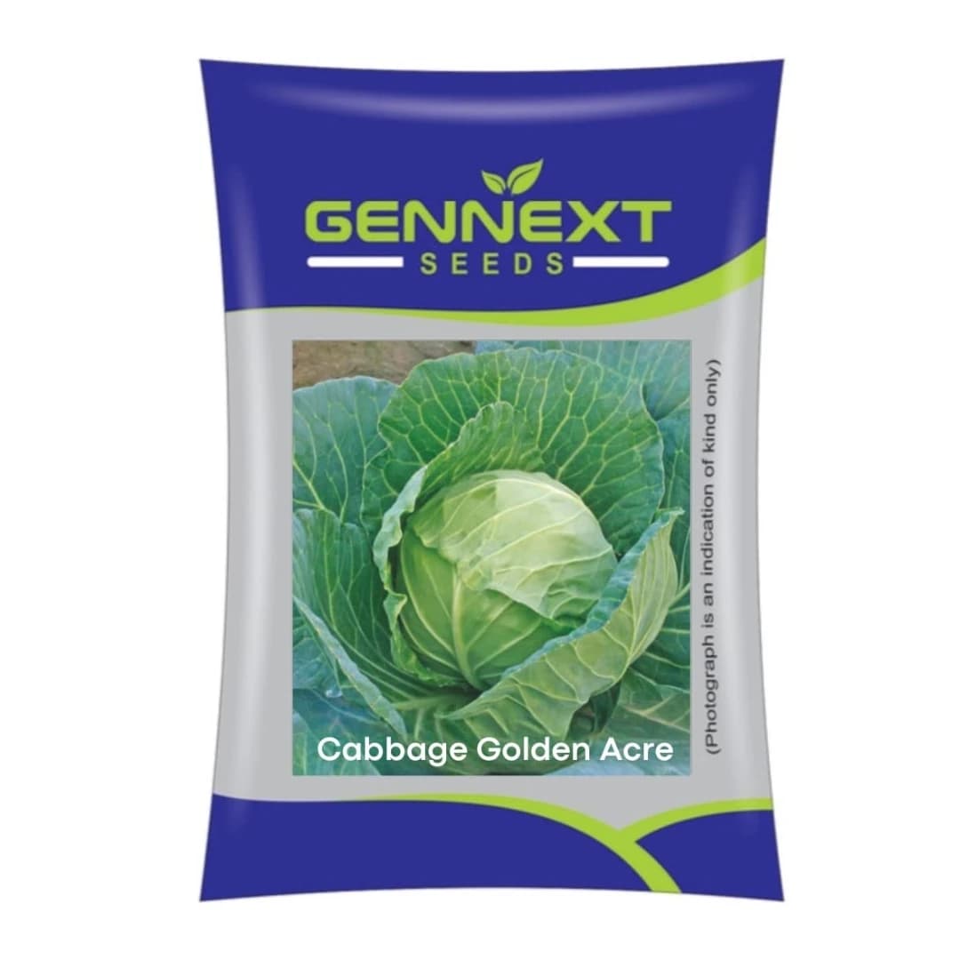 Gennext Golden Acre Imported F1 Hybrid Cabbage Seeds, Early Maturity Variety Suitable For Kharif and Rabi Seasons - Image 2