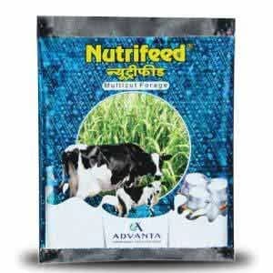 Advanta Nutrifeed Forage Seeds,Grass Seed, High Biomass Yield 50% More than SSG Products, Suitable for Multi-cutting