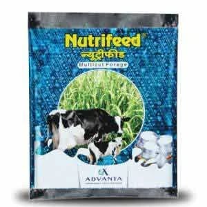 Advanta Nutrifeed Forage Seeds,Grass Seed, High Biomass Yield 50% More than SSG Products, Suitable for Multi-cutting