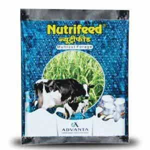 Advanta Nutrifeed Forage Seeds,Grass Seed, High Biomass Yield 50% More than SSG Products, Suitable for Multi-cutting