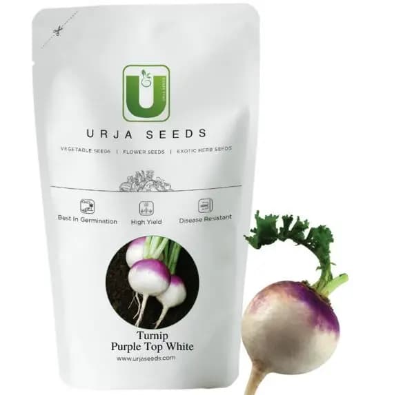 Urja Turnip Purple Top White IMP, Roundish shape, Beet Root Seeds, Best Variety - Image 2