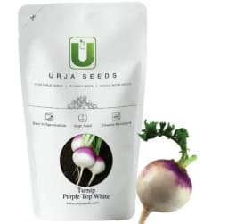 Urja Turnip Purple Top White IMP, Roundish shape, Beet Root Seeds, Best Variety 2