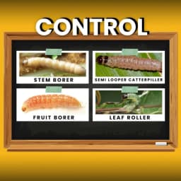 Katyayani Finish It Insecticide, Control For Cabbage Butterfly, Armyworm, Natural Larvicide For Crops (All In One Larvicide) 5