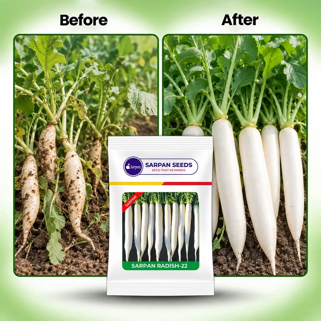 Sarpan Hybrid 22 Radish Seeds. Long Roots, Non Hairy Leaves, Medium Pungent - Image 4