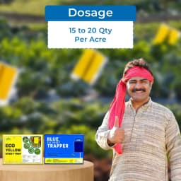 Eco Sticky Trap for Thrips, Aphids, Leaf Miner, Fungus Gnat, Jassids, & all Harmful Flying Insects A5 Size (150 MM X 200 MM) 6