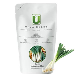 Urja American Flag Leek Seeds, Non-Bulb Forming Member of the Onion Family - Image 2