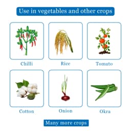 एफएमसी केमडूट एम्मेक्टिन बेंजोएट 5% एसजी कीटनाशक, पत्तियों के निचले हिस्से में मौजूद इल्ली को नियंत्रित करता है 4