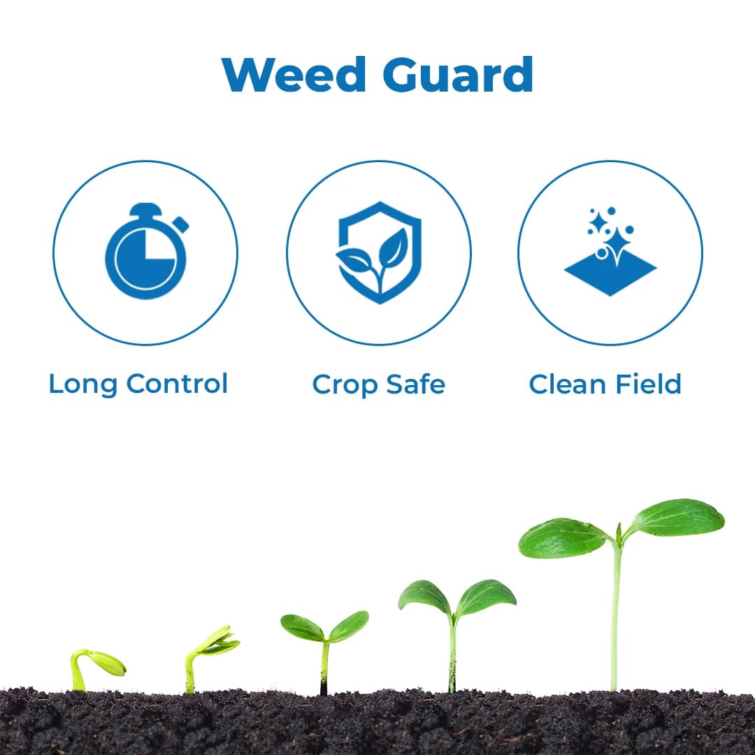 Dhanuka Dhanutop Super Pendimethalin 38.7% CS Herbicide, Selective Pre-Emergence, Effective For Weed Control - Image 3