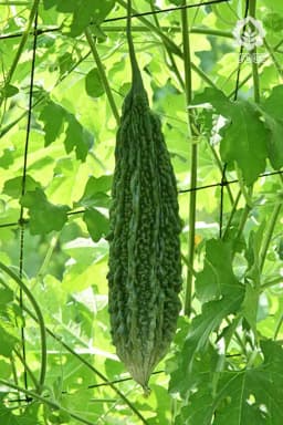 VNR F1 Hybrid Sunny Bitter Ground Seeds, High Yield, Attractive Fruits & Early Harvest 2