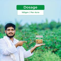 Insecticide India Omega Clodinafop Propargyl 15% WP, Post Emergence Broad Spectrum Herbicide 5
