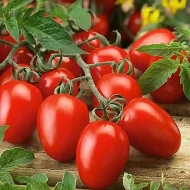 Jivit Red Fire F1 Hybrid Tomato Seeds, Determinate and Vigorous Growing Crop