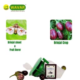 WAVAR Leucinodes Orbonalis Funnel Trap, Efficient For Brinjal Fruit Shoot Borer Pest, Effective Pest Management 4