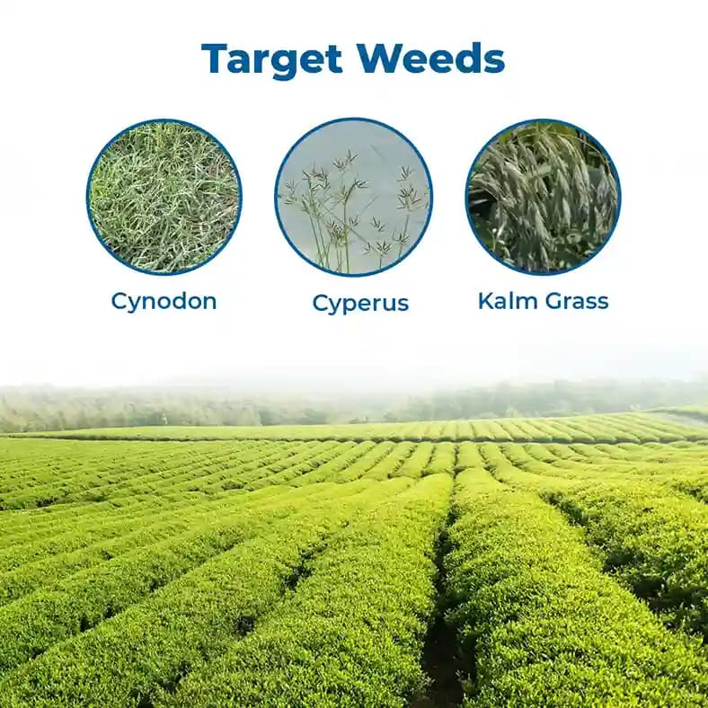 Agriventure Glypho ( Glyphosate 41% Sl ) Non Selective Herbicide, Control Of A Wide Range Of Weeds - Image 3