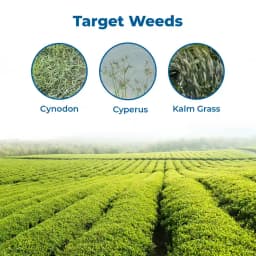 Agriventure Glypho ( Glyphosate 41% Sl ) Non Selective Herbicide, Control Of A Wide Range Of Weeds 3