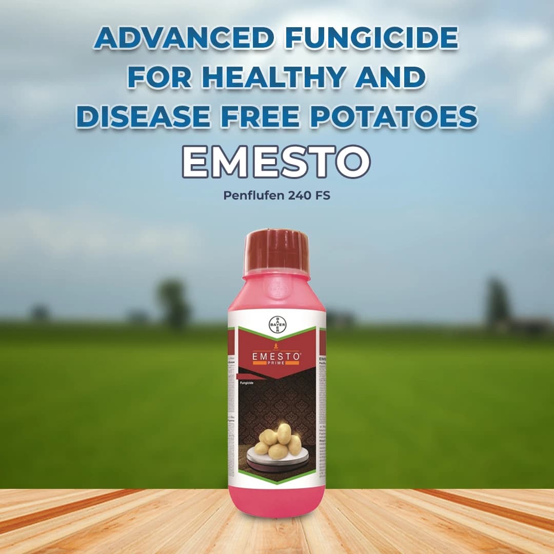 Bayer Emesto Prime Penflufen 240 FS Novel Fungicide for Potato Seed Treatment - Image 2