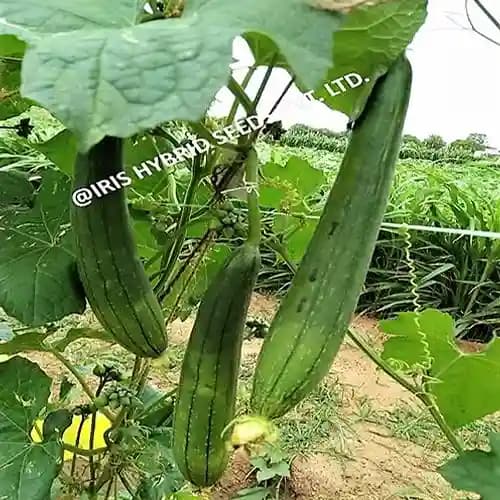 Iris Hybrid Vegetable Seeds F1 Hybrid Delta Sponge Gourd , Ghiya Ke Beej, Good Germination. - Image 4