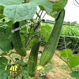 Iris Hybrid Vegetable Seeds F1 Hybrid Delta Sponge Gourd , Ghiya Ke Beej, Good Germination. 4