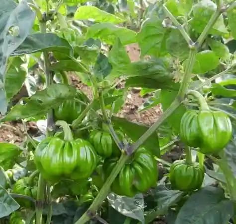 Sarpan F1 Hybrid TX9 Capsicum Seeds. Prolific Bearer with Medium Size Fruits. - Image 4