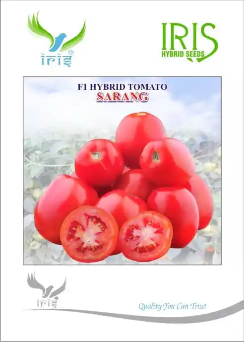 Iris Vegetable Seeds F1 hybrid Tomato Sarang, Oval Shape and Deep Red Color - Image 1